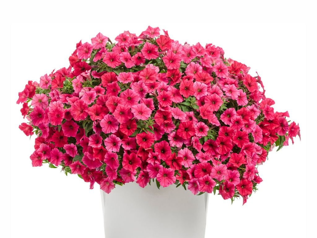 Supertunia Vista Paradise